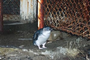 ニュージーランドに生息するブルーペンギン。